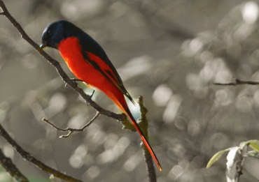 Long-tailed Minivet (male)